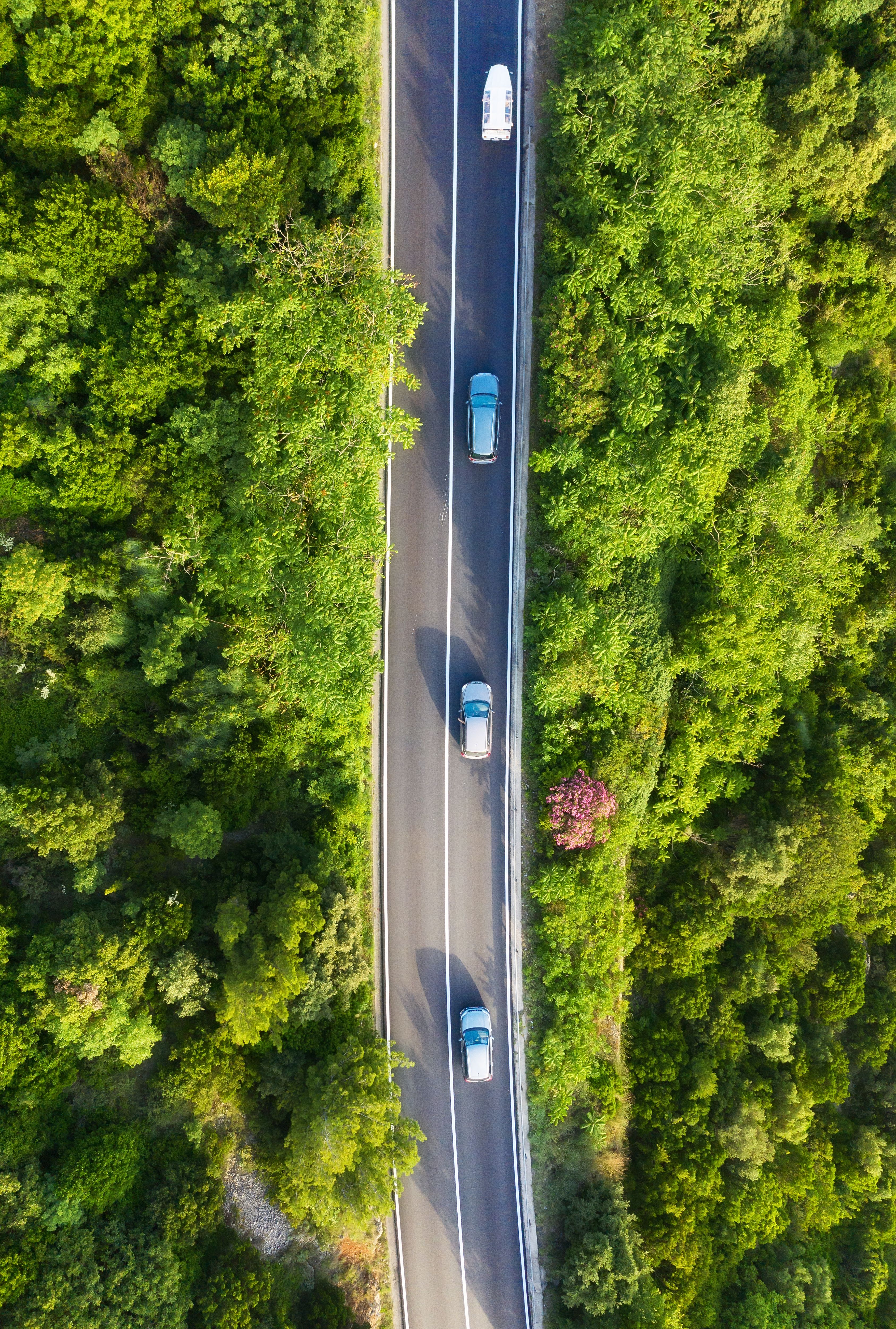Aerial view of cars driving through a forest